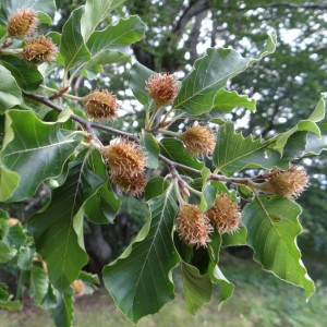 Саженец бука Восточного ( от 15 см)