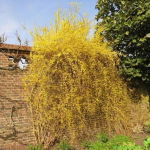 Саженец форзиции Свисающей (Пониклой)