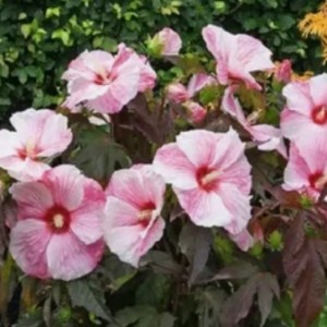 Саженцы Гибискус Коппер Кинг