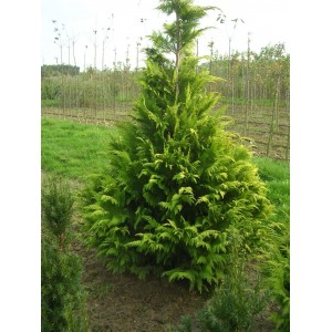 Саженец кипарисовика Туеввидного 100-150 см