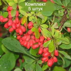 Сеянцы барбариса амурского (до 20 см) -  комплект 5 шт.
