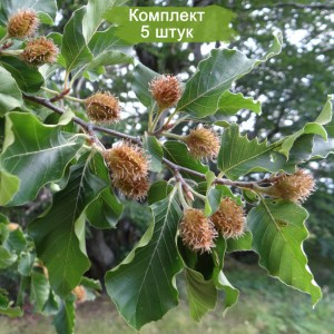 Саженцы бука Восточного ( от 15 см) -  комплект 5 шт.