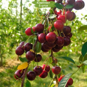 Саженцы черевишни Надежда -  комплект 5 шт.