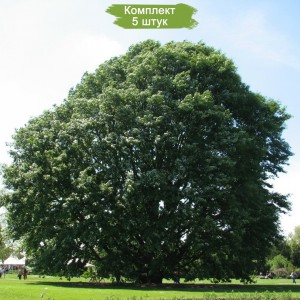 Саженцы дуба Каштанолистного 100-150 см -  комплект 5 шт.