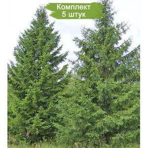 Саженцы Ели Сибирской до 2 метров -  комплект 5 шт.