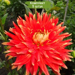 Клубни георгина Вулкан (Vulcan) -  комплект 5 шт.