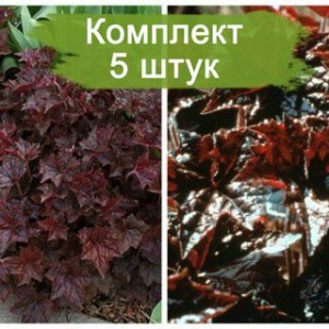 Саженцы гейхеры мелкоцветковой Бресингем Бронз (Bressingham Hybrids) -  комплект 5 шт.