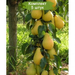 Саженцы колоновидной груши Медовая Г-3 -  комплект 5 шт.