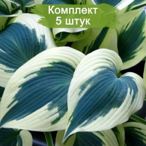 Саженцы хосты Блю Айвори (Blue Ivory) -  комплект 5 шт.