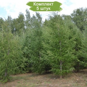 Саженцы лиственницы Европейской 100-150 см -  комплект 5 шт.