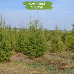 Сеянцы Лиственницы европейской 10-20 см  -  комплект 5 шт.