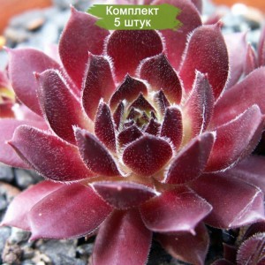 Саженцы молодило Мраморного -  комплект 5 шт.