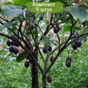 Саженцы ореха Черный -  комплект 5 шт.