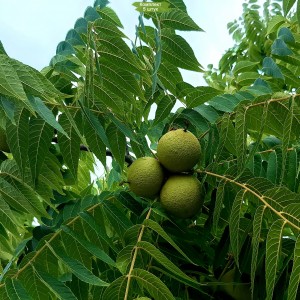 Саженцы ореха черного Бисентенниал (Bicentennial) -  комплект 5 шт.