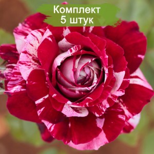 Саженцы спрей розы Арроу Фолиес (Arrow Follies) -  комплект 5 шт.