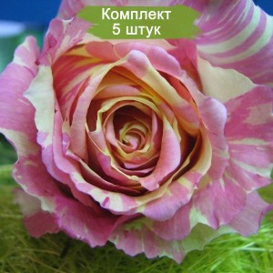 Саженцы чайно-гибридной розы Фиеста (Fiesta) -  комплект 5 шт.