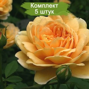 Саженцы английской розы Голден Селебрейшн (Golden Celebration) -  комплект 5 шт.