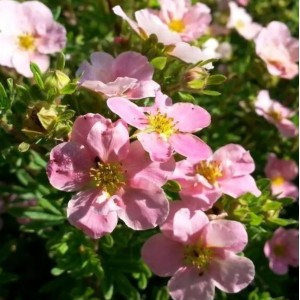 Саженец лапчатки кустарниковой (Курильского чая) Принцесс (Princess)