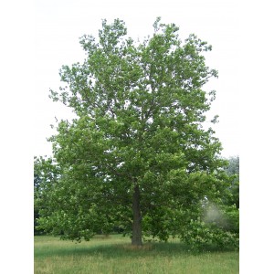 Саженец платана Западного