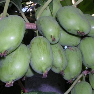 Саженец актинидии Киевской крупноплодной