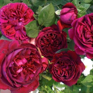 Саженец английской розы Эл Ди Брэйтуэйт (L.D. Braithwaite)