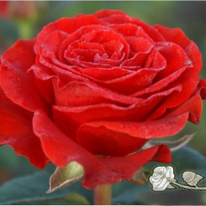 Саженец чайно-гибридной розы Эль Торо (El Toro)