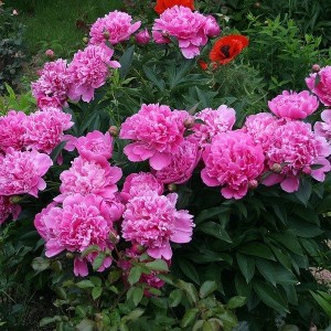 Саженец пиона Эдулис Суперба  (Edulis Superba)