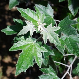 Сеянец тополя Белого (Серебристого) (до 20 см)