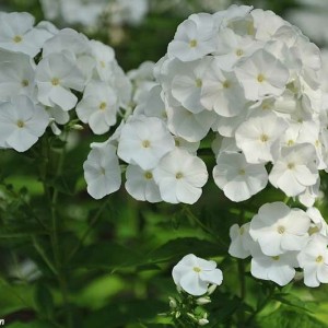 Саженец флокса Архангел